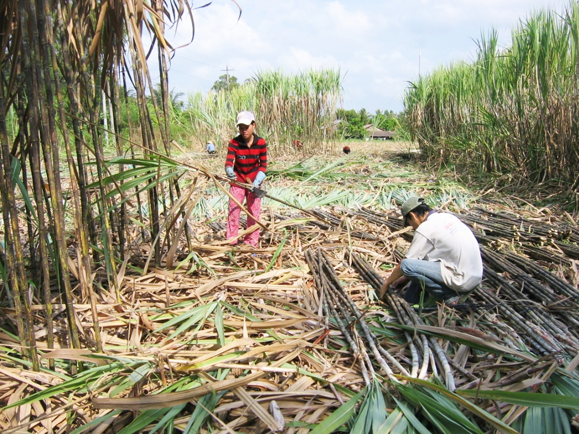 推动越南高平省与中国甘蔗生产、收购合作关系