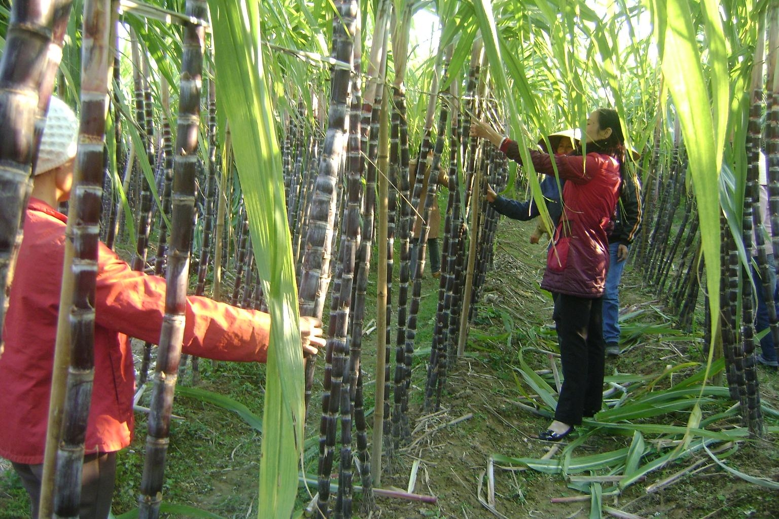 推动越南高平省与中国甘蔗生产、收购合作关系