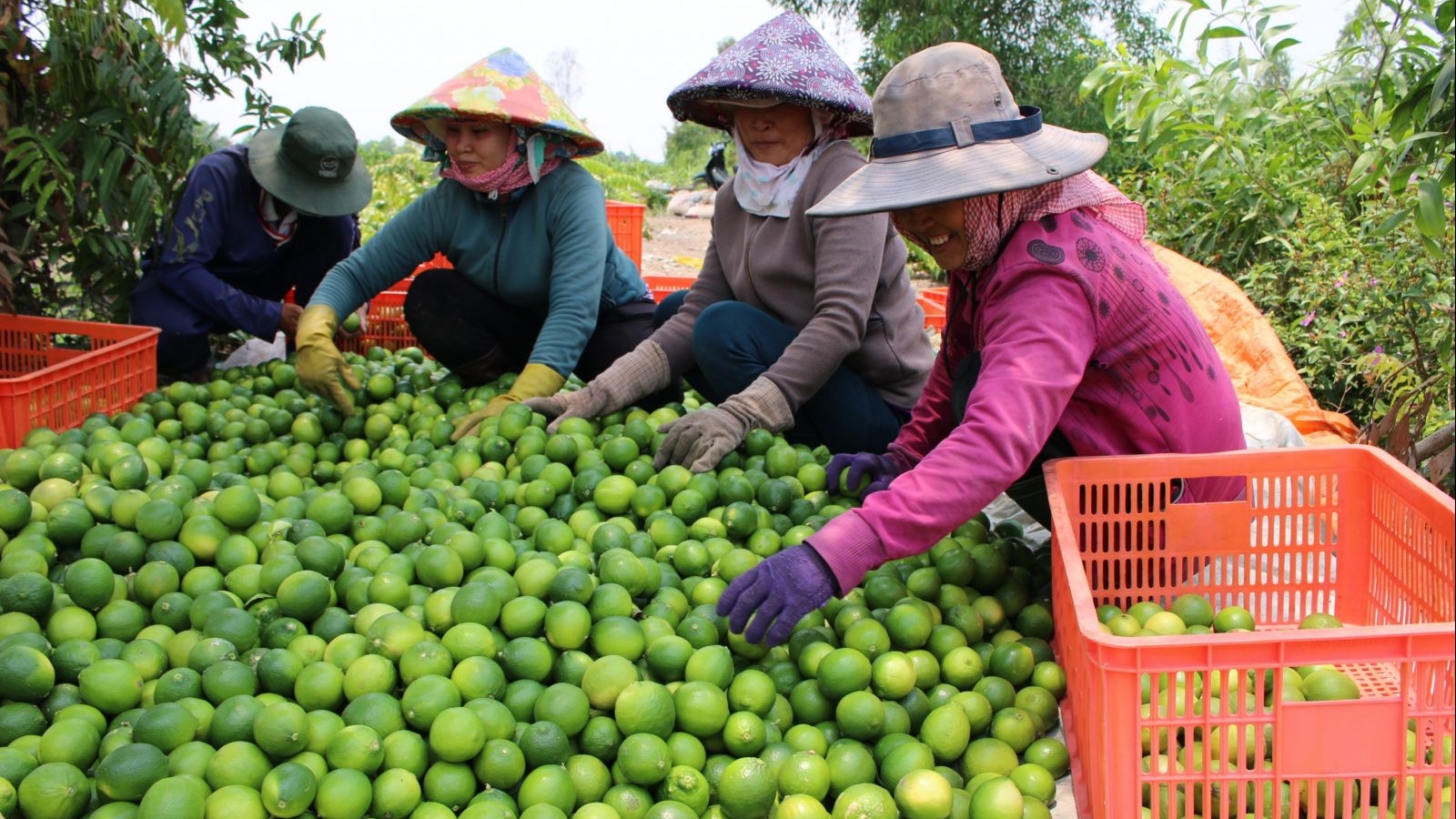 隆安省企业了解向中国出口农产品的流程