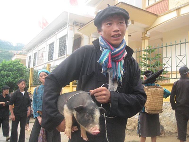 Bản in : 莱州省少数民族颇具特色的“腋夹”猪集市 | Vietnam+ (VietnamPlus)