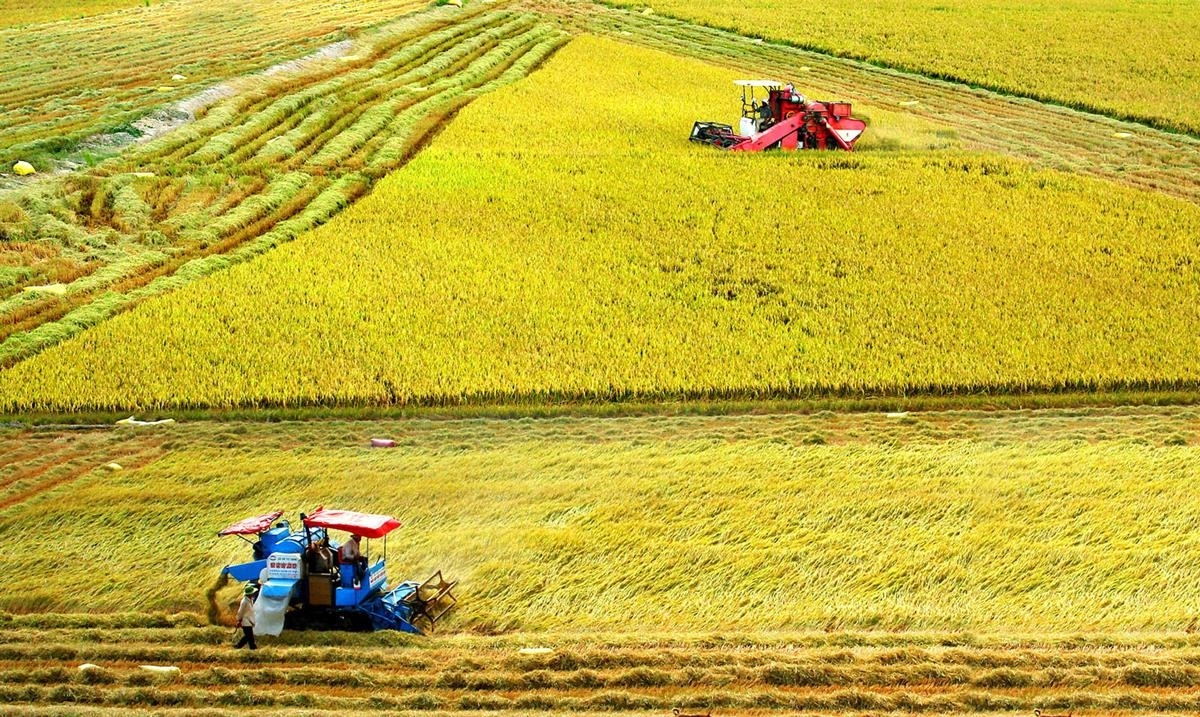 Bản in : 越南与荷兰合作推进九龙江三角洲地区的农业可持续转型 | Vietnam+ (VietnamPlus)