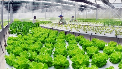 使越南农业成为绿色农业发展进程中的典范