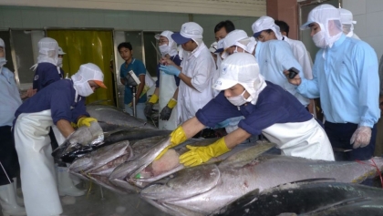 越南对中国的金枪鱼出口大幅增加