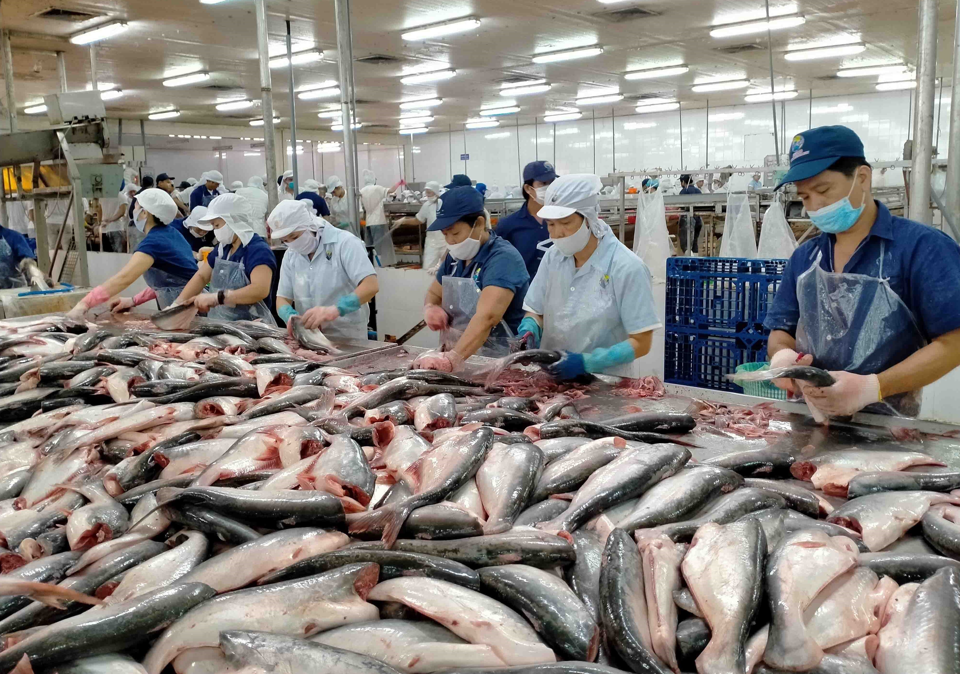 Bản in :  越南查鱼对中国出口额猛增  | Vietnam+ (VietnamPlus)