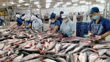越南查鱼对中国出口额猛增