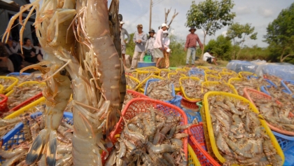 10月对华虾类出口增长50%