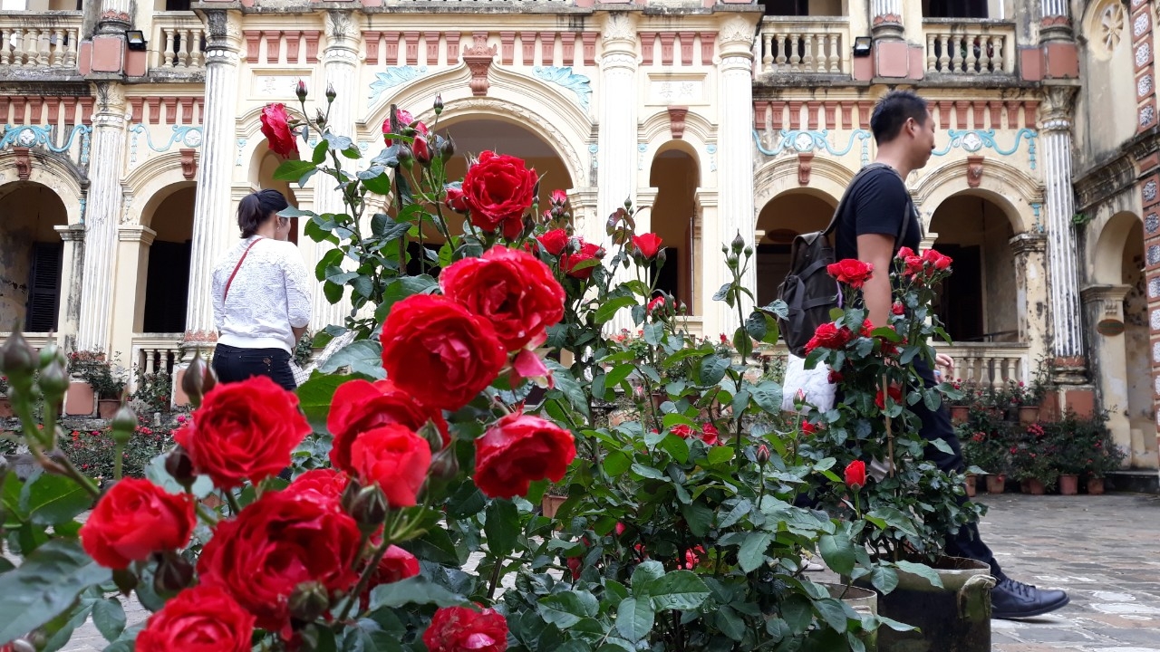玫瑰节即将在越南老街省举行。