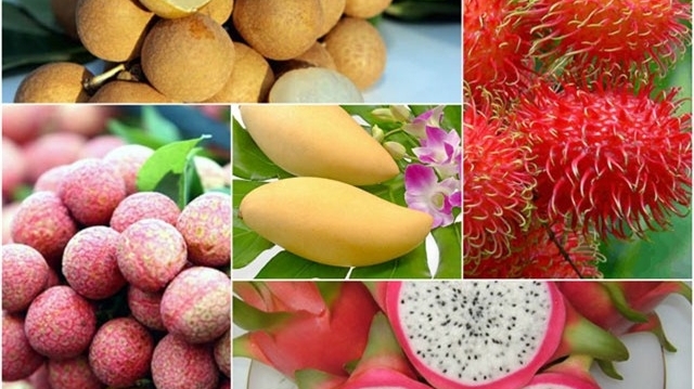为越南水果“打开”高端市场寻找方法