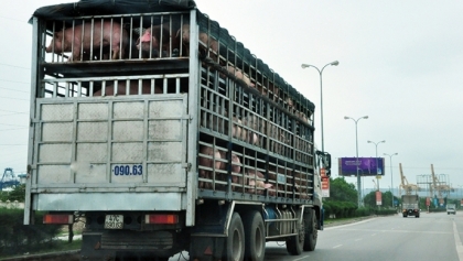 越南农业与农村发展部向389号指委会发出关于拦截与处理生猪过境运输行为的文件