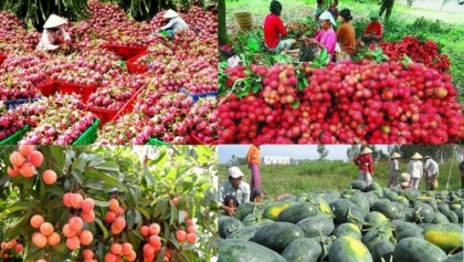越南农产品和食品适应于中国严格实施新冠疫情防控