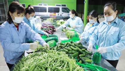 致力于扩大越南农产品销售市场