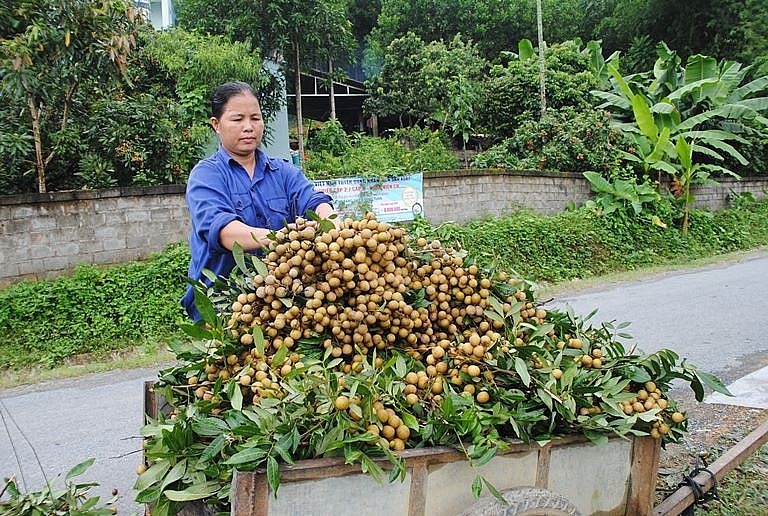 携手促进中国西南市场的兴安龙眼及农产品消费