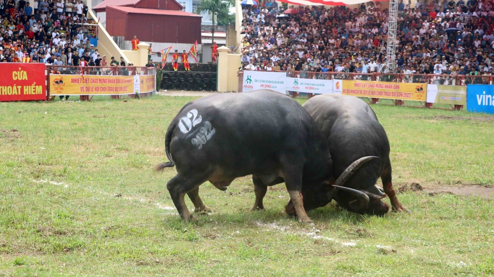 海防市涂山传统斗牛节：庞拉坊的第08号水牛获得一等奖