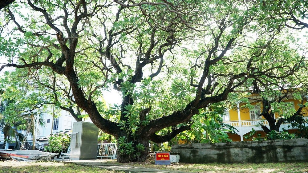 越南遗产树——长沙群岛的领土主权界碑