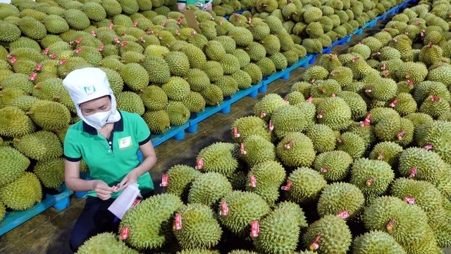 越南淡季榴莲成为中国市场的独家产品、价格猛增