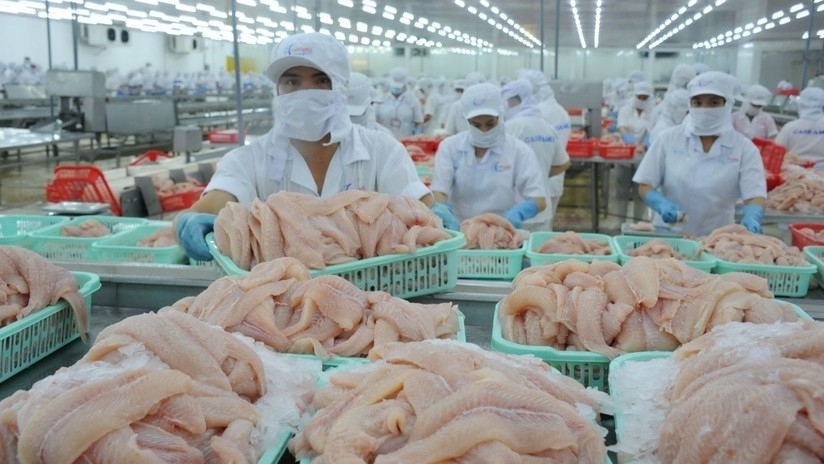墨西哥成为越南查鱼第三大出口市场，仅次于中国和美国