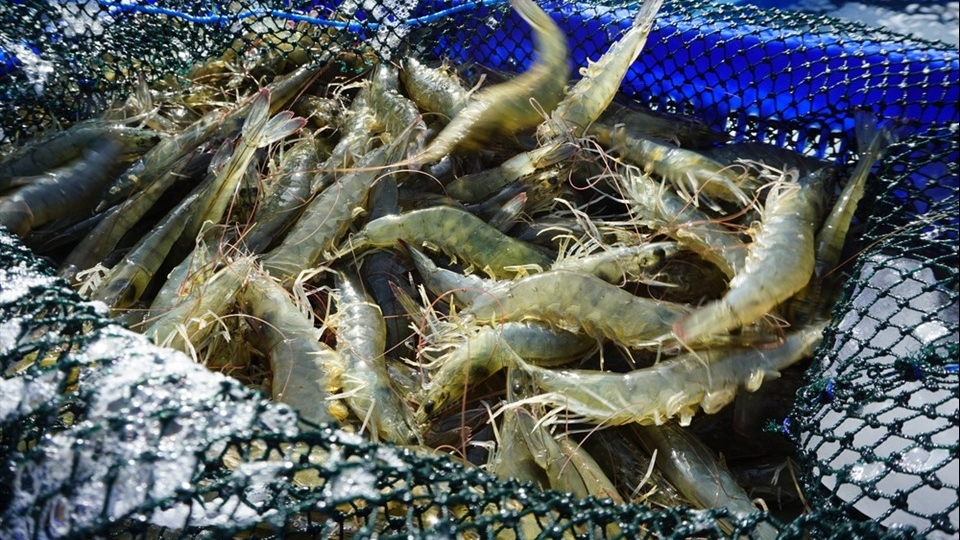 泰国批准进口活虾