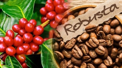 咖啡是越南向德国出口最多的农产品