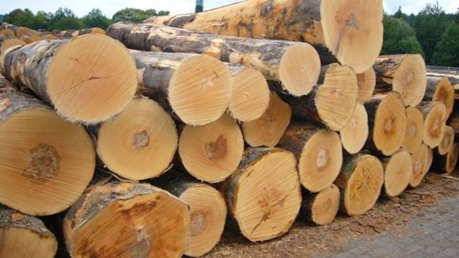越南木材行业从利基市场中寻找机遇