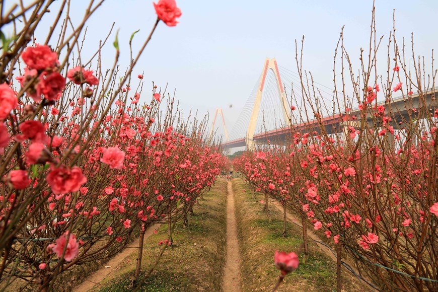 日新桥下的桃花缤纷怒放,打造出 一道美丽的风景线。