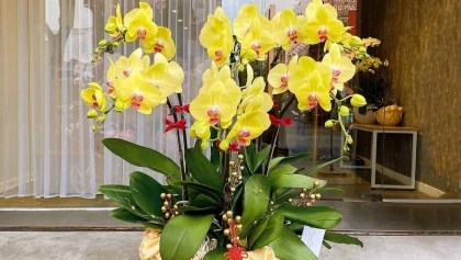 越南传统春节的花卉盆景的象征性