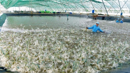 薄辽省水产品企业决心实现虾类出口额突破10亿美元大关的目标