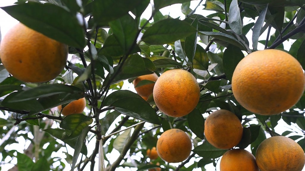将越南特产高丰橙子销售在英国市场