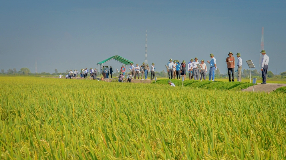 有关同步实现机械化，面向可持续农业的国际级活动即将在芹苴市举行
