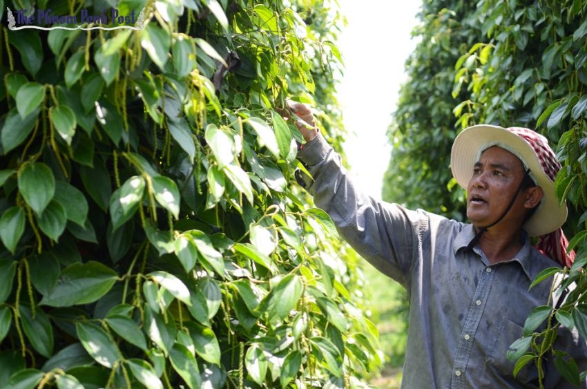 今年上半年柬埔寨胡椒出口同比下降近70%