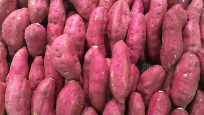 中国将越南的红薯种植区和包装设施开展在线考察和调查