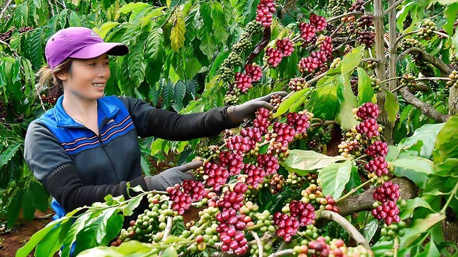2022年剩余几月嘉莱省咖啡出口将会大幅度增长