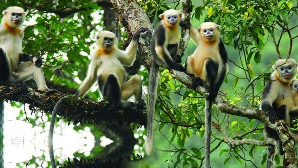 增强民众对河江省金丝猴的保护意识