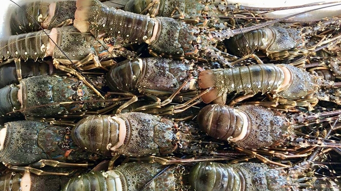越南龙虾出口额占虾业出口额的5%以上