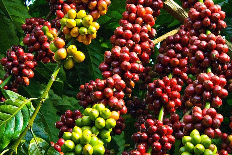 越南咖啡出口规模位居世界第二。