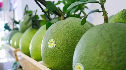 绿皮柚子以质量征服其他苛刻市场打开了前景